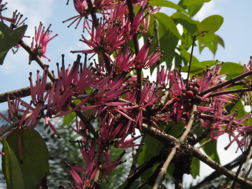 Tapinanthus bangwensis