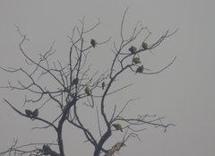 Treron phoenicopterus