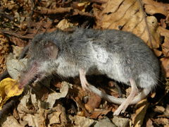 Crocidura leucodon