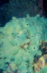 Halichondria panicea