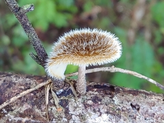 Lentinus berteroi