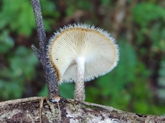 Lentinus berteroi