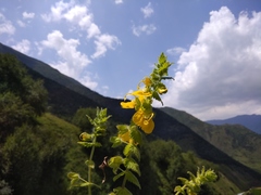 Rhynchocorys orientalis