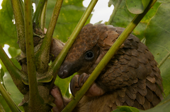 Phataginus tricuspis