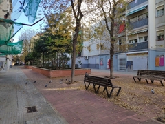 Columba livia domestica