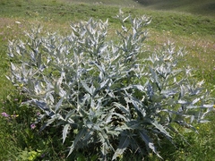 Cirsium argillosum