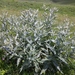 Cirsium argillosum - Photo (c) mallaliev, algunos derechos reservados (CC BY-NC), subido por mallaliev