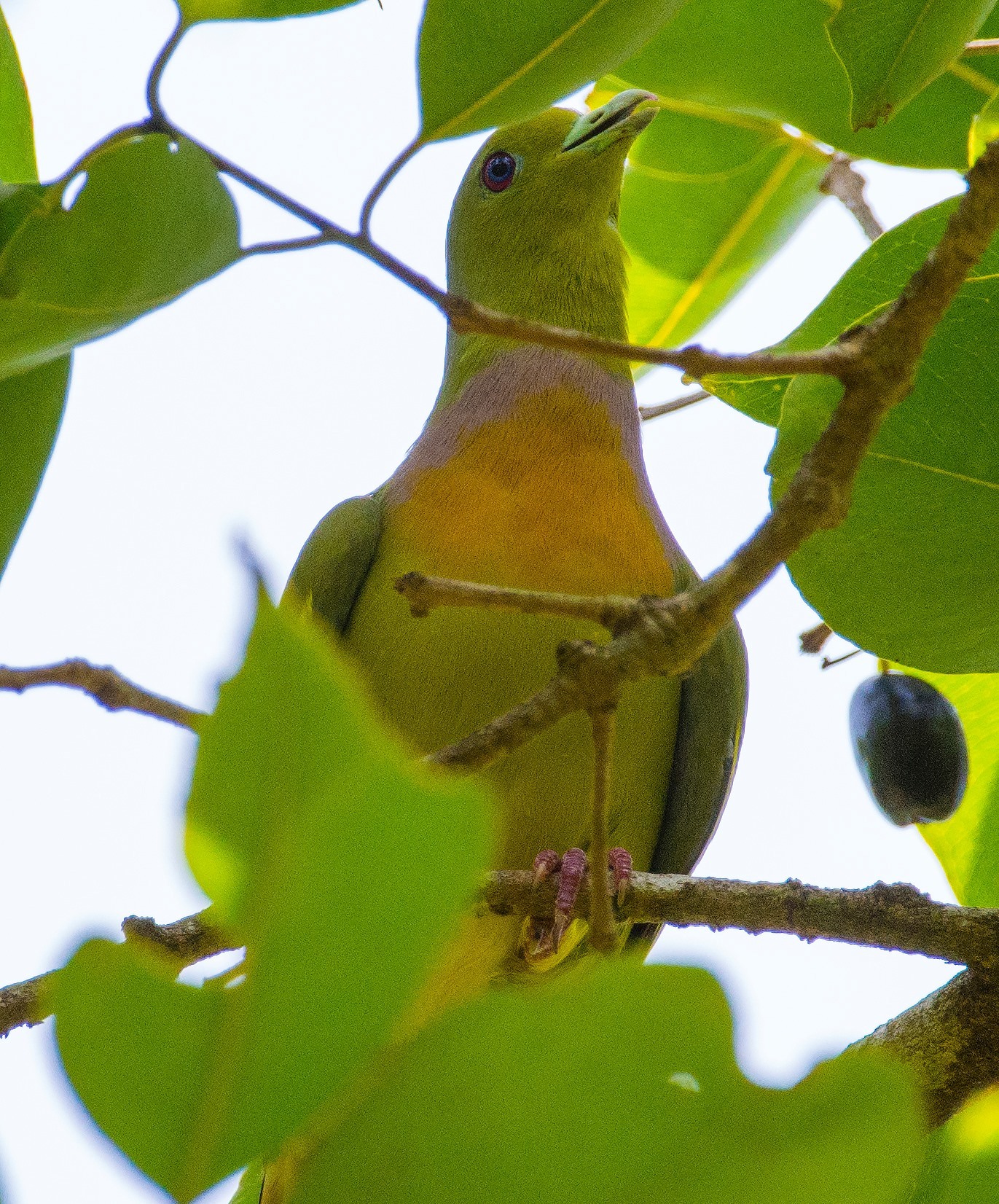 Orange-breasted Green Pigeon