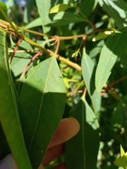 Psyllaephagus bliteus