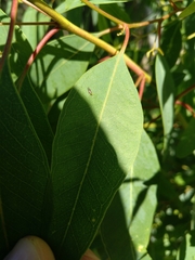 Psyllaephagus bliteus