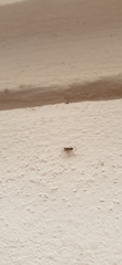 Insecta