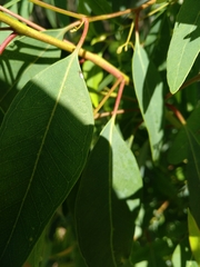 Psyllaephagus bliteus