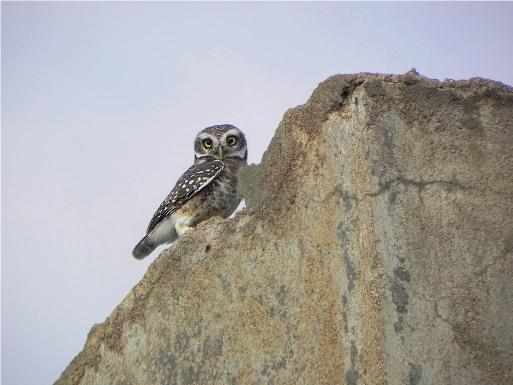 Spotted Owlet