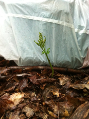 Botrychium angustisegmentum