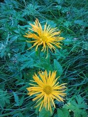 Pentanema orientale