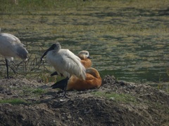 Threskiornis melanocephalus