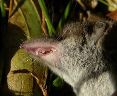 Crocidura russula