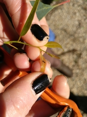 Blastopsylla occidentalis