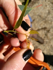 Blastopsylla occidentalis