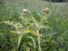 Cirsium obvallatum