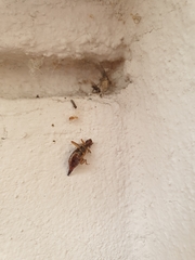 Insecta