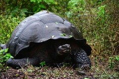 Chelonoidis niger donfaustoi