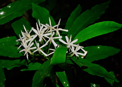 Tarenna gracilipes