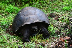 Chelonoidis niger donfaustoi