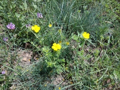 Potentilla adscharica