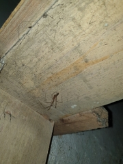 Pholcidae