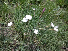 Dianthus cretaceus
