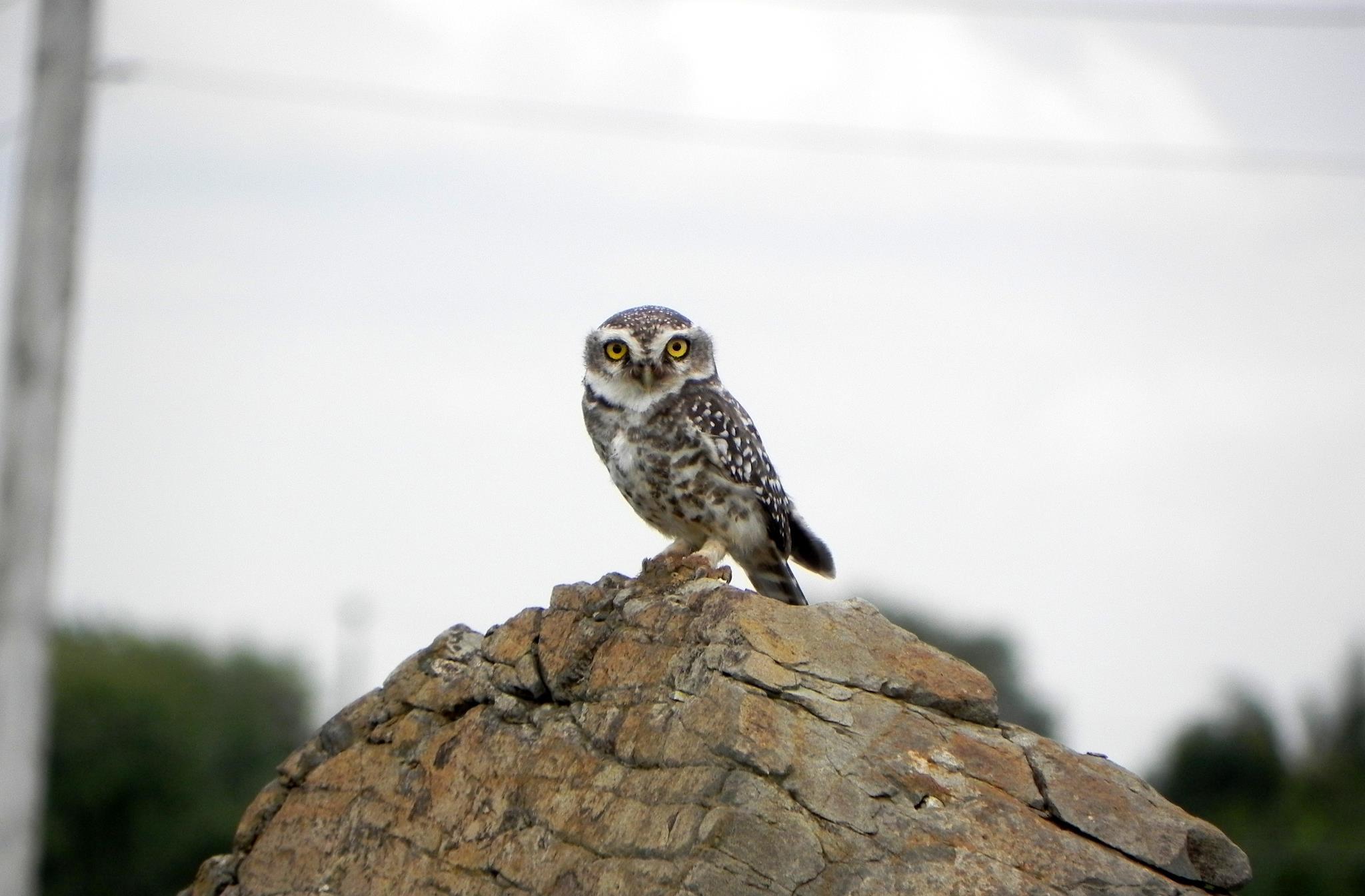 Spotted Owlet