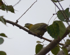 Treron phoenicopterus