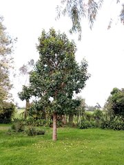 Aegiphila ferruginea