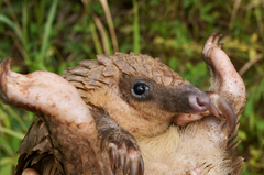 Phataginus tricuspis