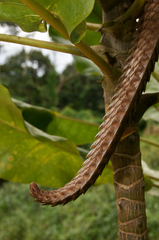 Phataginus tricuspis