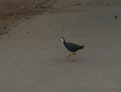 Amaurornis phoenicurus