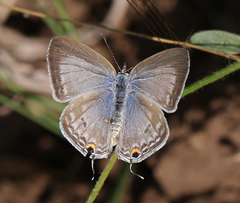 Catochrysops strabo strabo