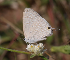Catochrysops strabo strabo