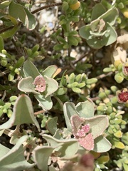 Atriplex vestita