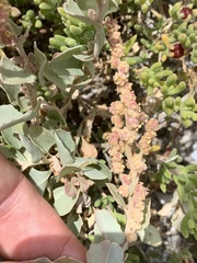 Atriplex vestita
