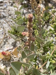 Atriplex vestita