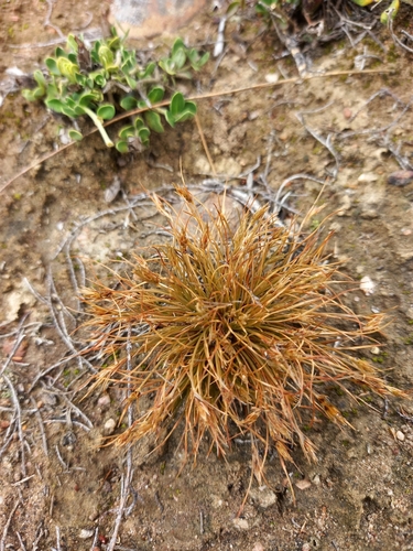 Bulbostylis humilis (Bulbostylis humilis)