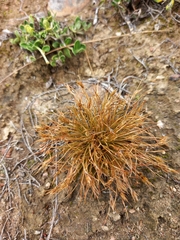 Bulbostylis humilis