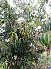 Prunus serotina capuli