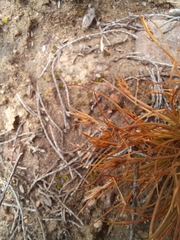 Bulbostylis humilis