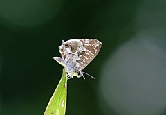 Cacyreus marshalli