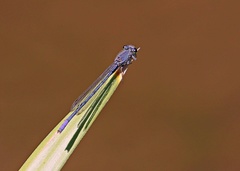 Pseudagrion draconis