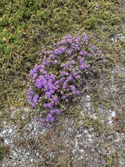 Amellus asteroides mollis