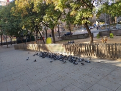 Columba livia domestica